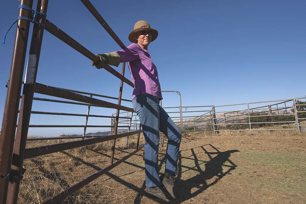 Bovine Decline